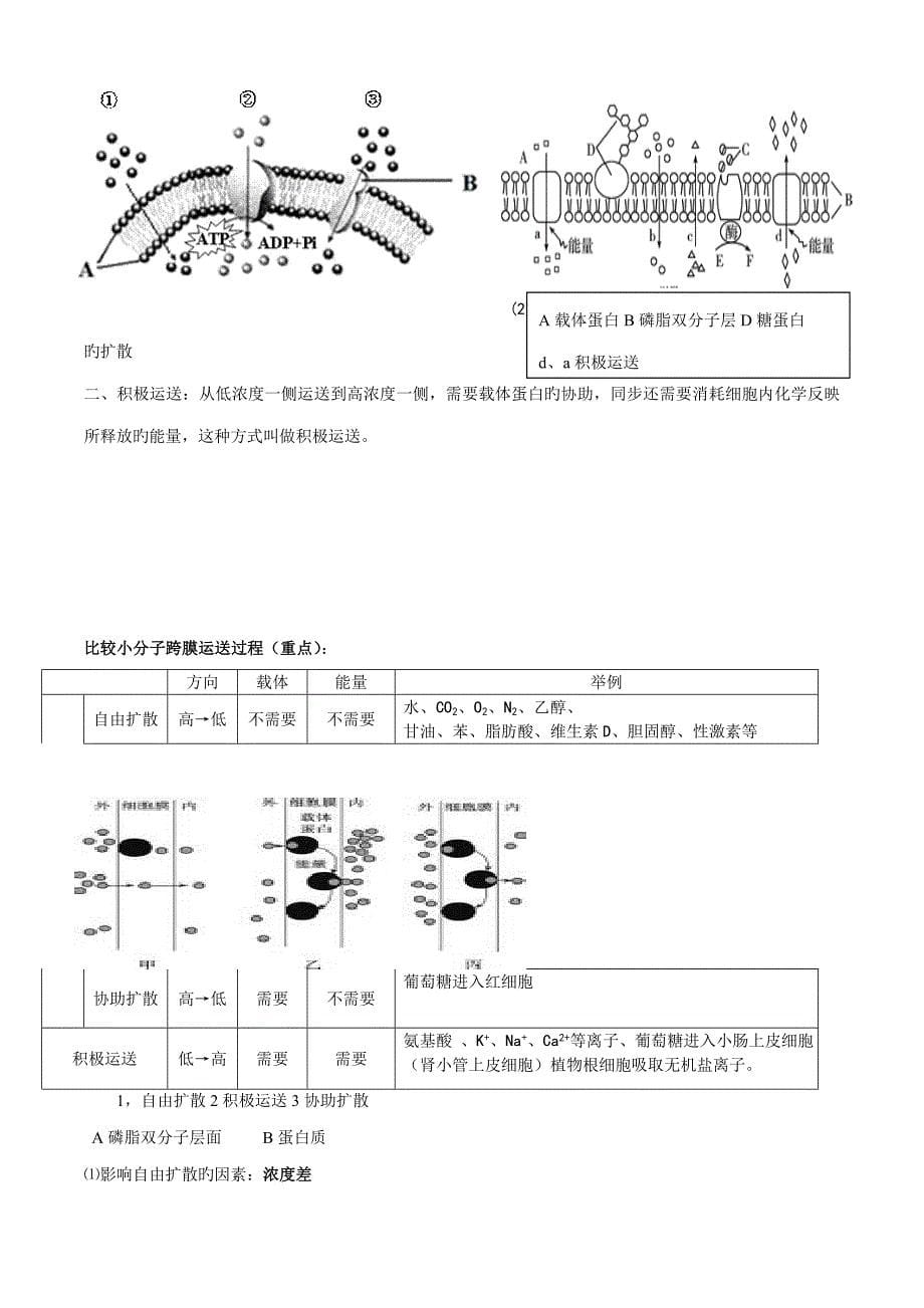 2022年必修细胞的物质输入和输出知识点详解_第5页