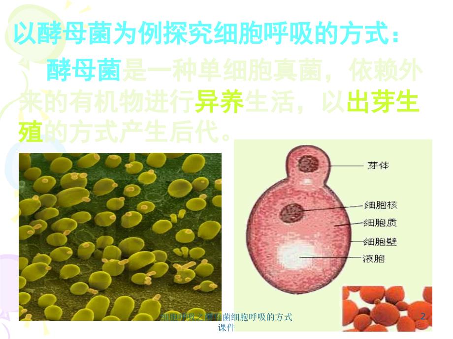 细胞呼吸之酵母菌细胞呼吸的方式课件_第2页