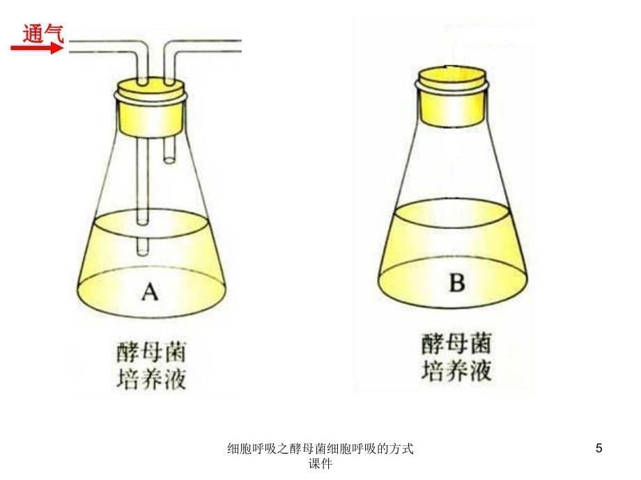 细胞呼吸之酵母菌细胞呼吸的方式课件_第5页