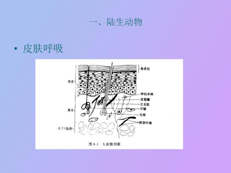 气体交换与呼吸_第2页