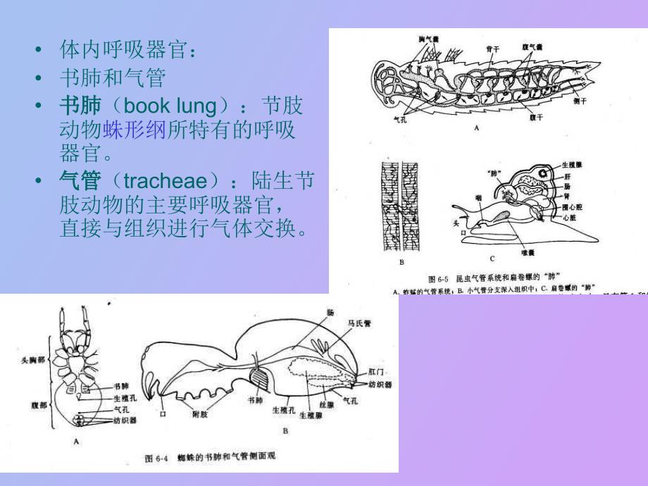 气体交换与呼吸_第3页