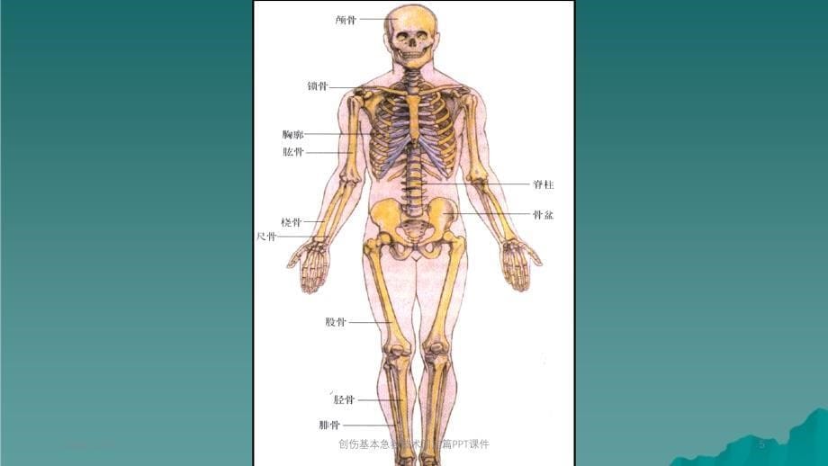 创伤基本急救技术固定篇_第5页