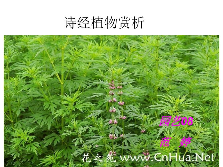 诗经中的药用植物范婷_第1页