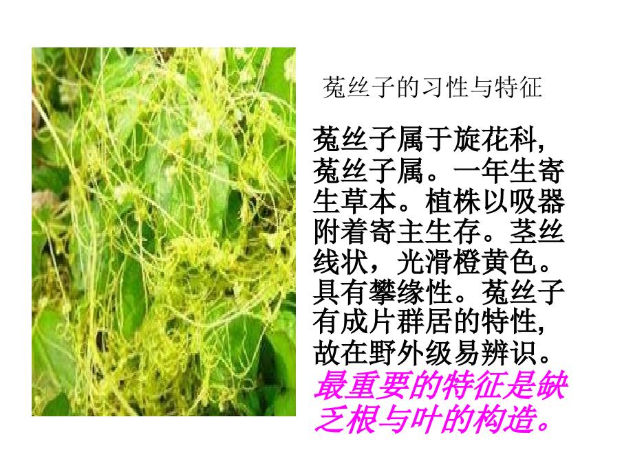 诗经中的药用植物范婷_第3页