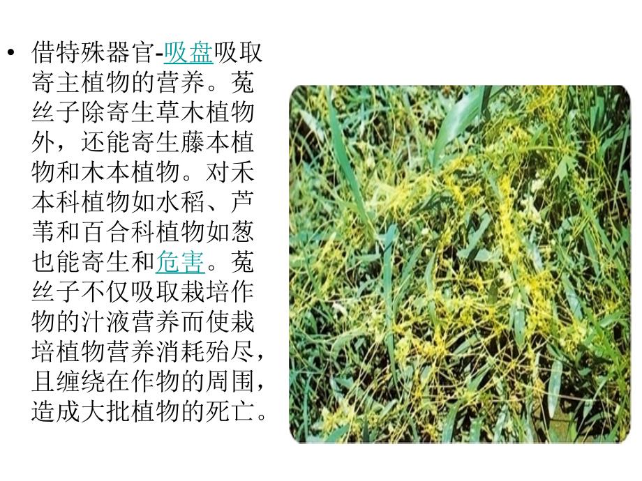 诗经中的药用植物范婷_第4页