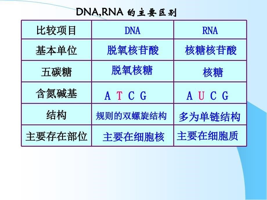 人教版教学课件基因指导蛋白质合成复习课件_第5页