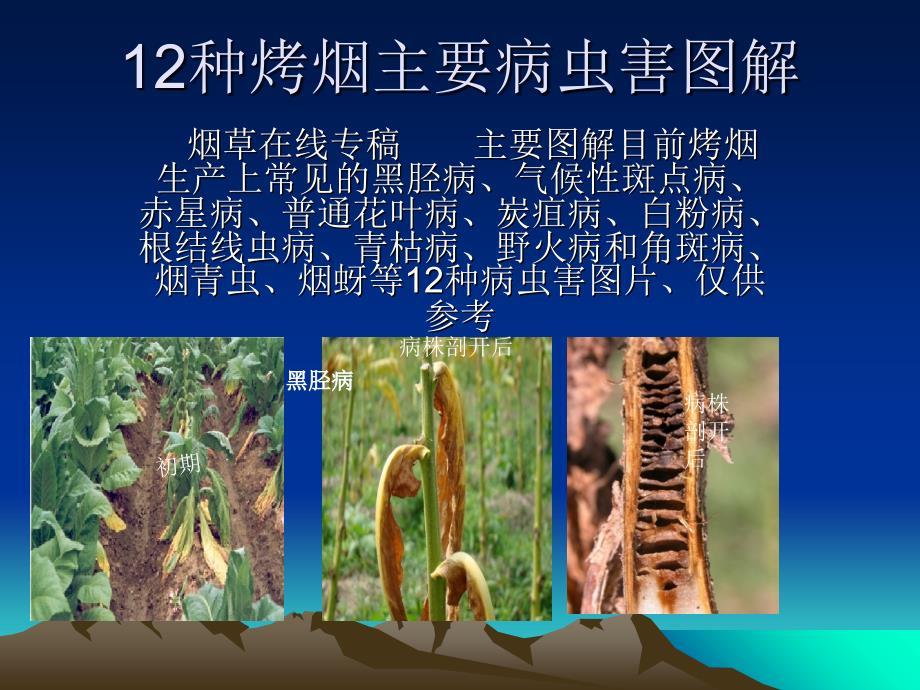12种烤烟主要病虫害图解