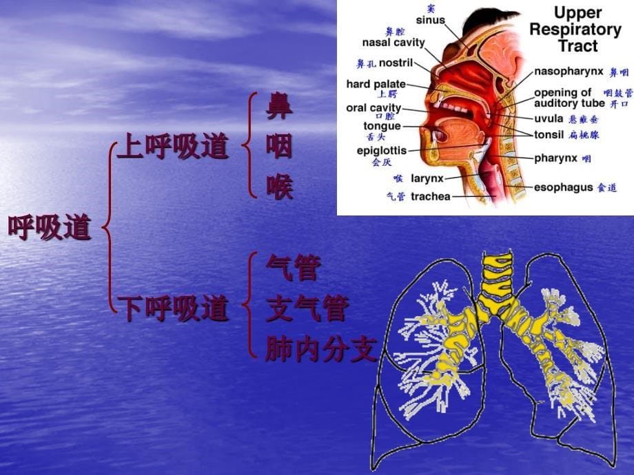 呼吸系统疾病的护理_第5页