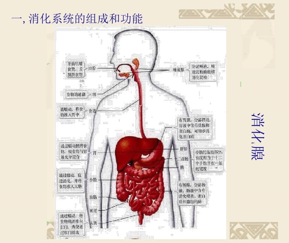 消化系统之消化系统的组成和功能_第5页