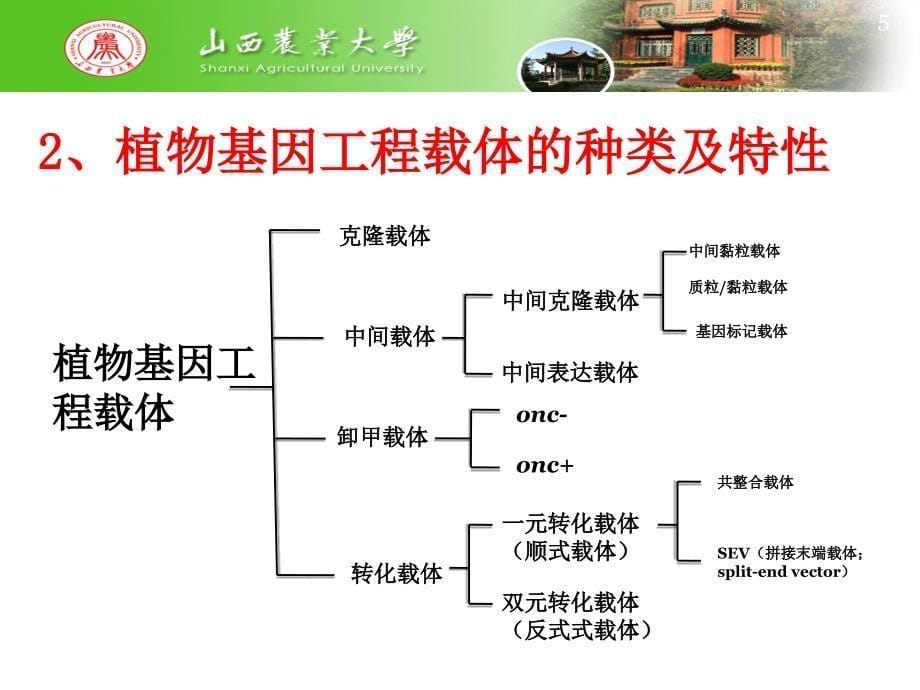 目的基因的转化及其原理_第5页