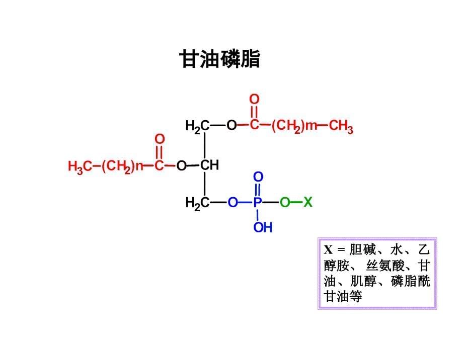 第十章脂类代谢_第5页