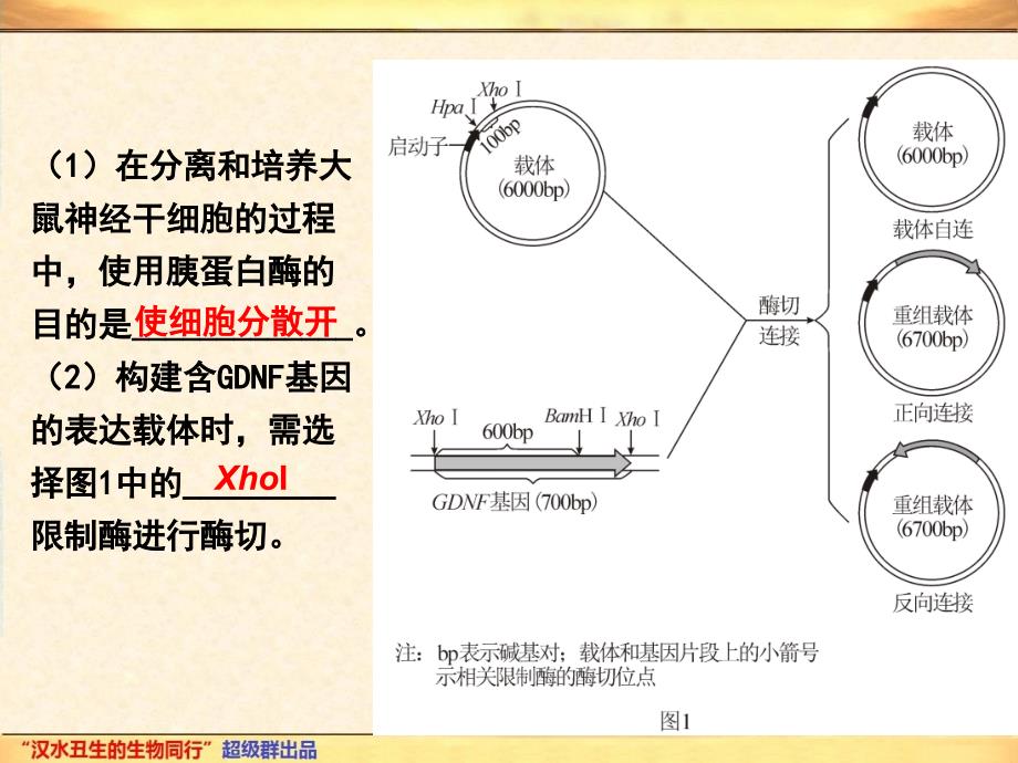 1.2基因工程的基本操作程序_第4页