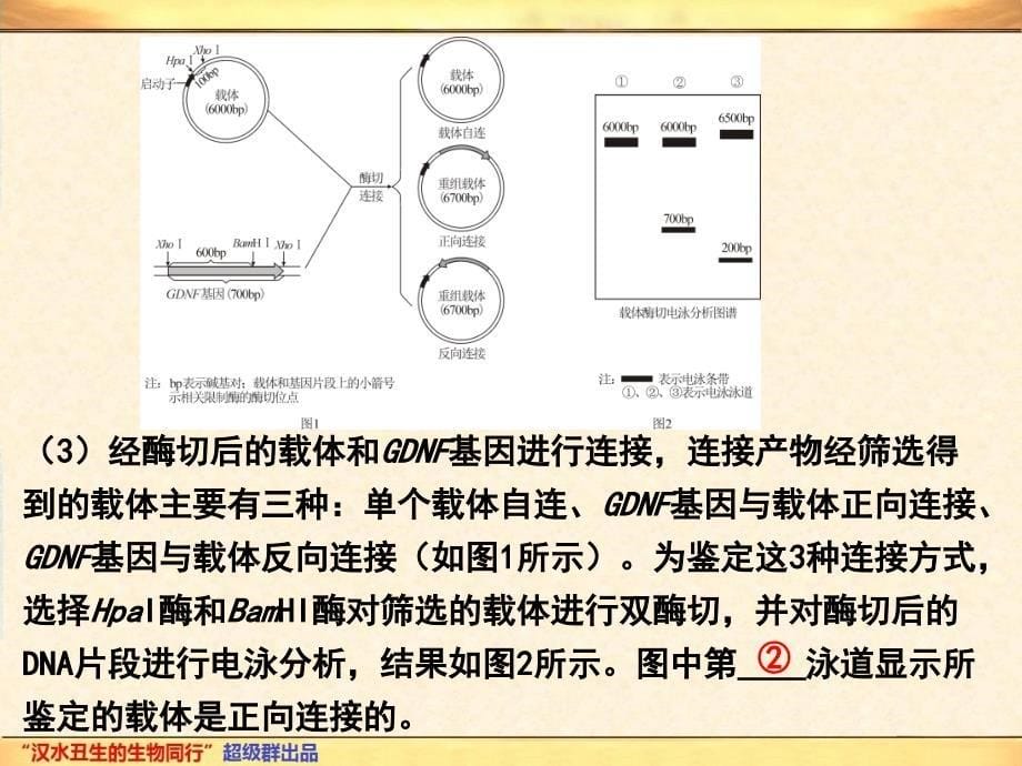 1.2基因工程的基本操作程序_第5页