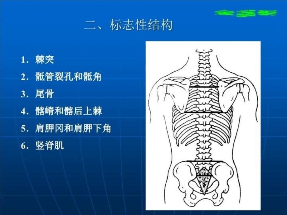 人体断面与影像解剖学第3版—脊柱区_第5页