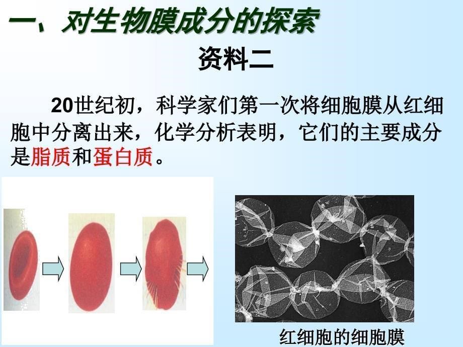 自己制作生物膜的流动镶嵌模型自己制作1获市一等奖_第5页