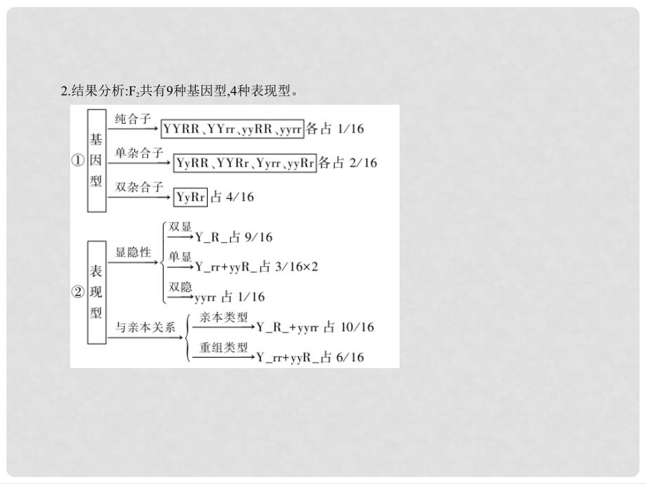 高考生物冲刺复习 专题12 基因的自由组合定律课件_第3页