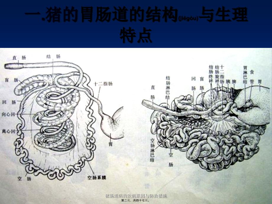 猪肠道病的发病原因与防治措施课件_第2页