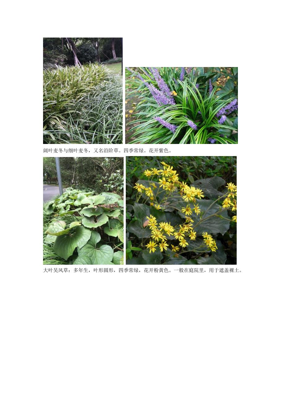 花园管家上海顾村公园植物鉴赏.docx_第3页