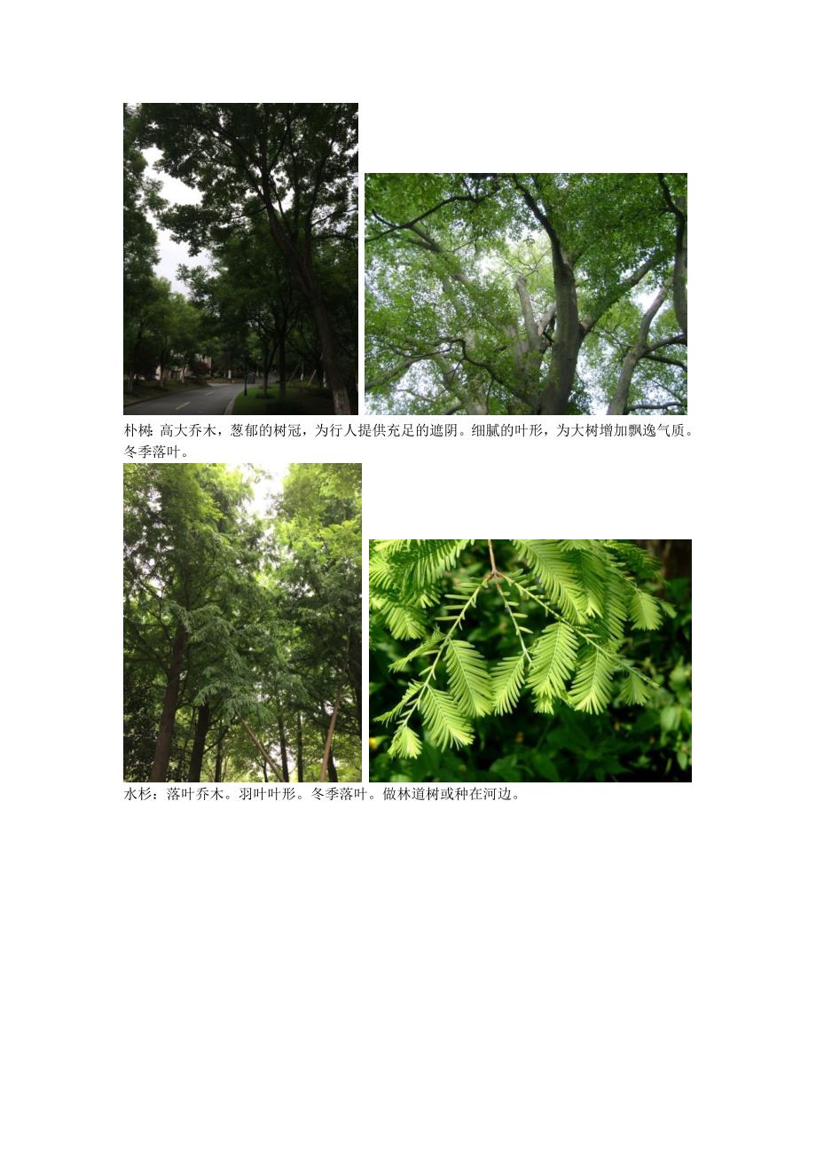 花园管家上海顾村公园植物鉴赏.docx_第4页