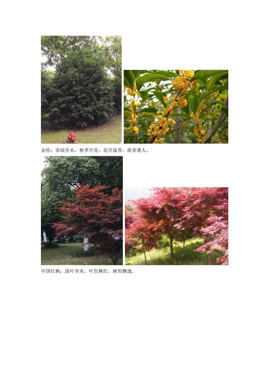 花园管家上海顾村公园植物鉴赏.docx_第5页