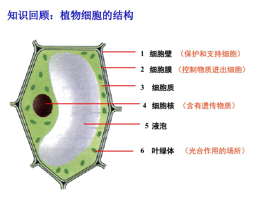 七年级物细胞核是遗传信息库_第1页