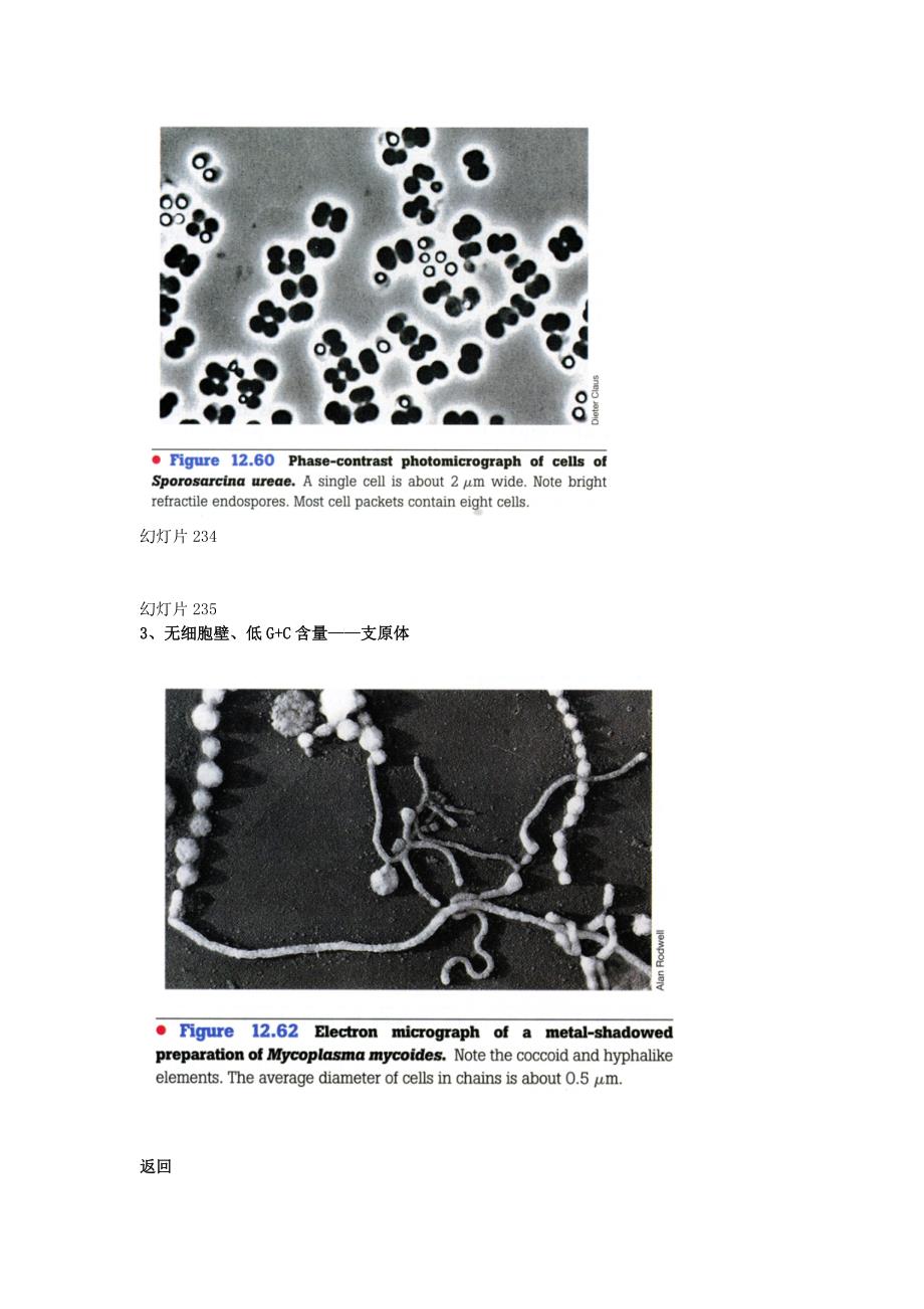 原核微生物(5).doc_第3页