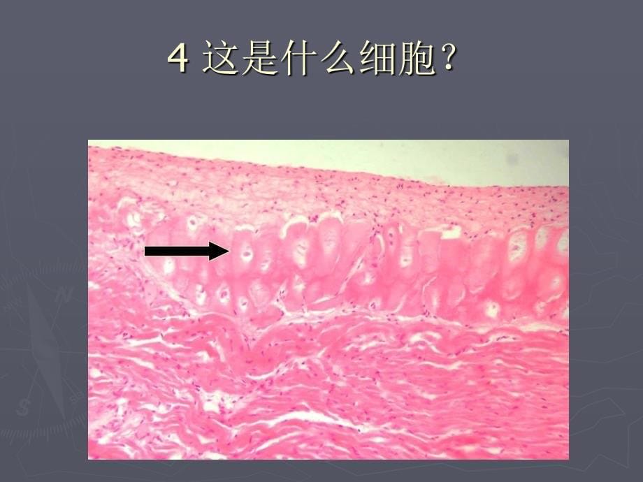 组织学与胚胎学考试课件：03药学_第5页