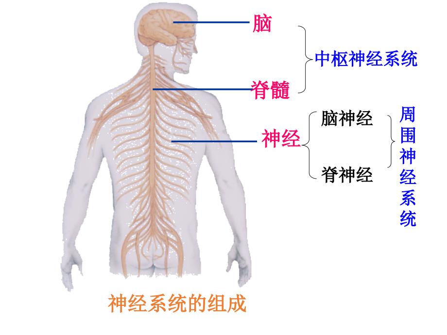 苏教版七年级下册生物12.2-人体的神经调节ppt课件_第3页