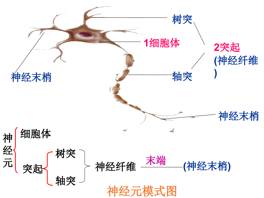 苏教版七年级下册生物12.2-人体的神经调节ppt课件_第4页