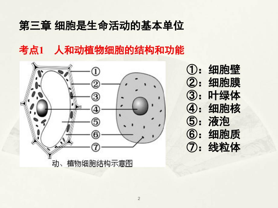 苏教版七年级上册生物期末复习第二单元PPT课件_第2页