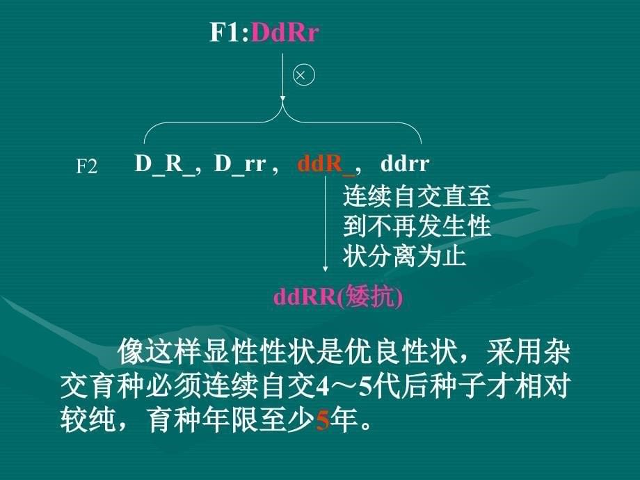 杂交育种和诱变育种_第5页