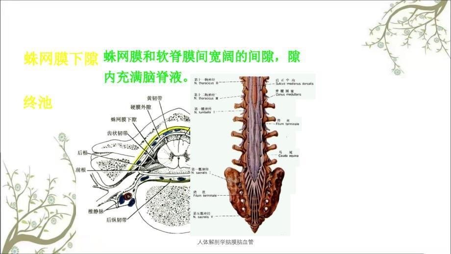 人体解剖学脑膜脑血管_第5页