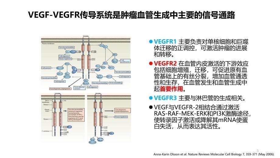 非小细胞肺癌的抗血管生成靶向治疗ppt课件参考幻灯片_第5页