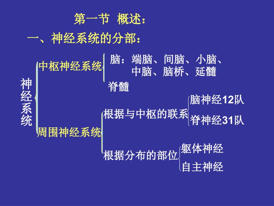 《人体组织学与解剖学》教学课件：神经系统1_第2页