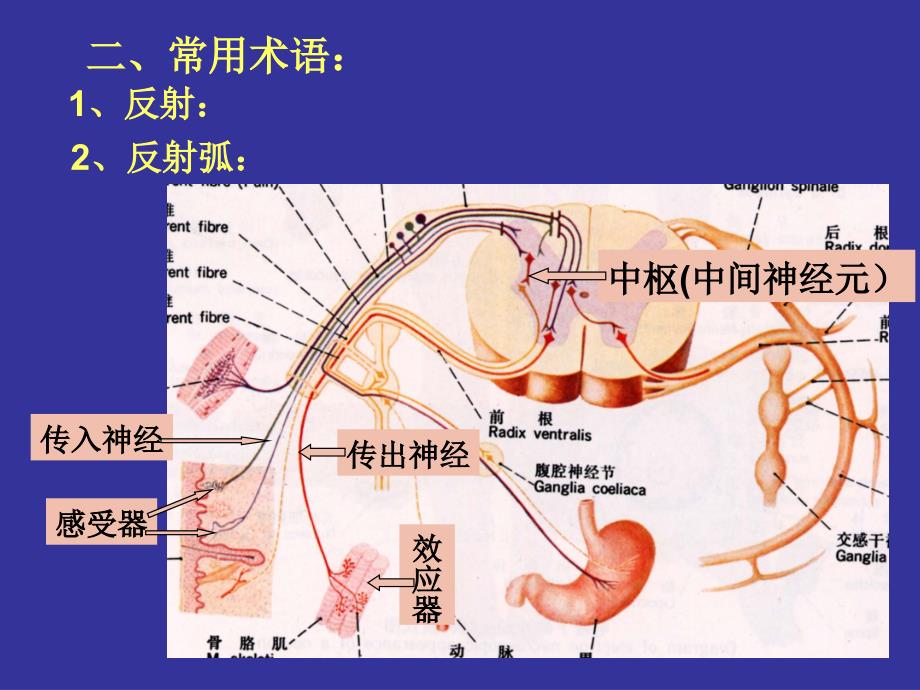 《人体组织学与解剖学》教学课件：神经系统1_第3页