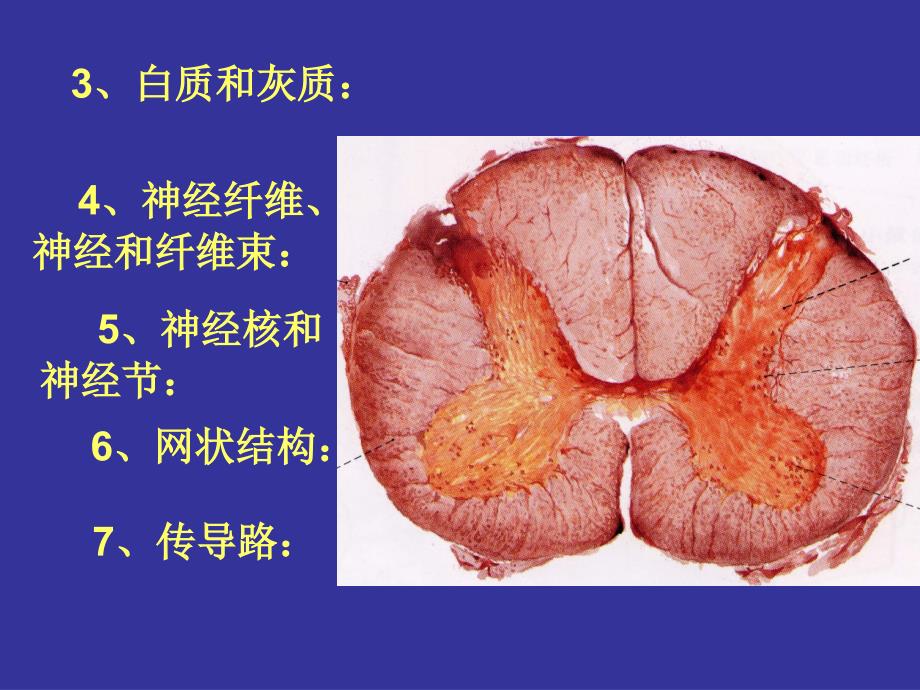 《人体组织学与解剖学》教学课件：神经系统1_第4页