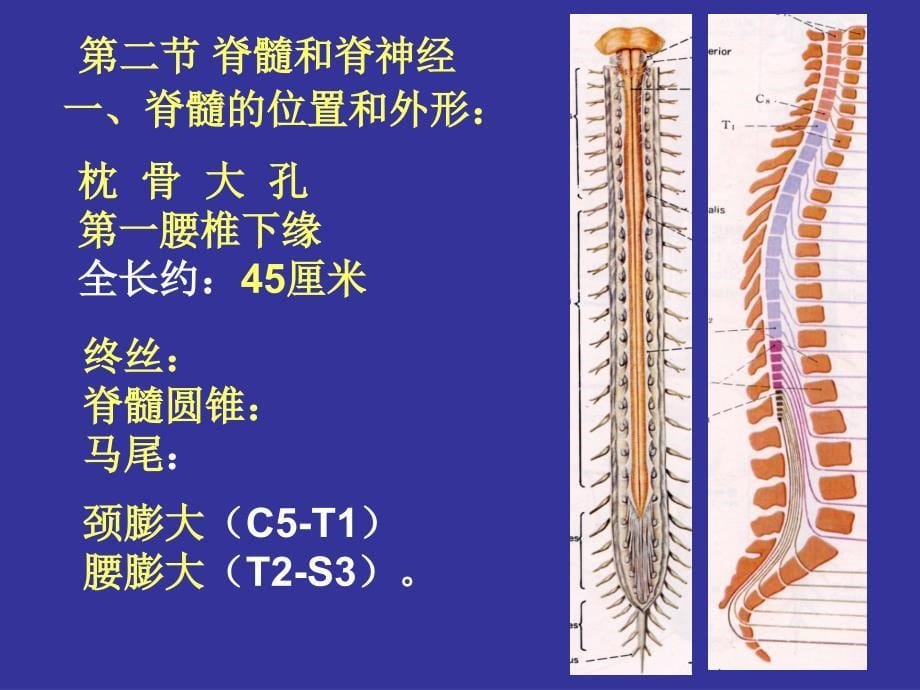 《人体组织学与解剖学》教学课件：神经系统1_第5页