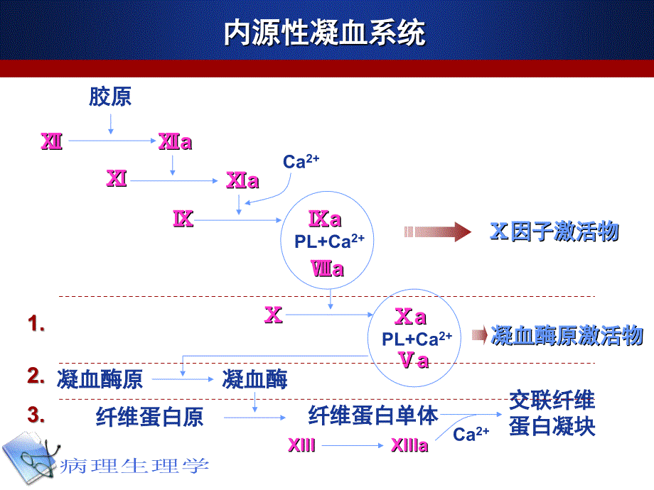 最新：病理生理学12凝血和抗凝血平衡紊乱文档资料_第4页