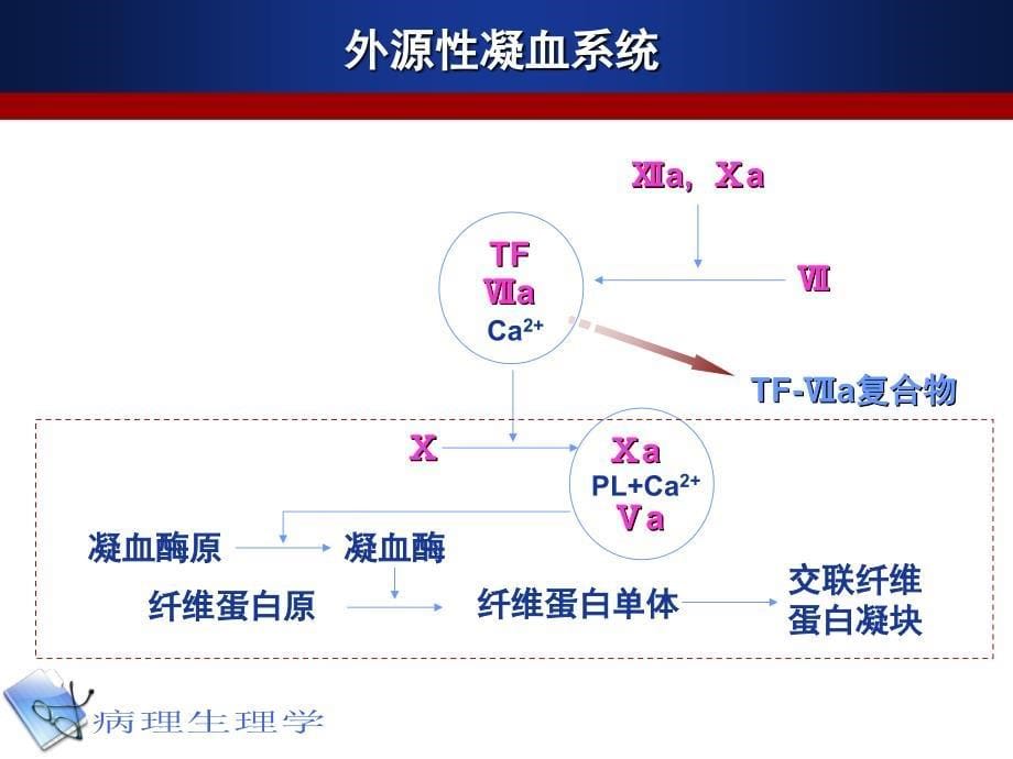 最新：病理生理学12凝血和抗凝血平衡紊乱文档资料_第5页