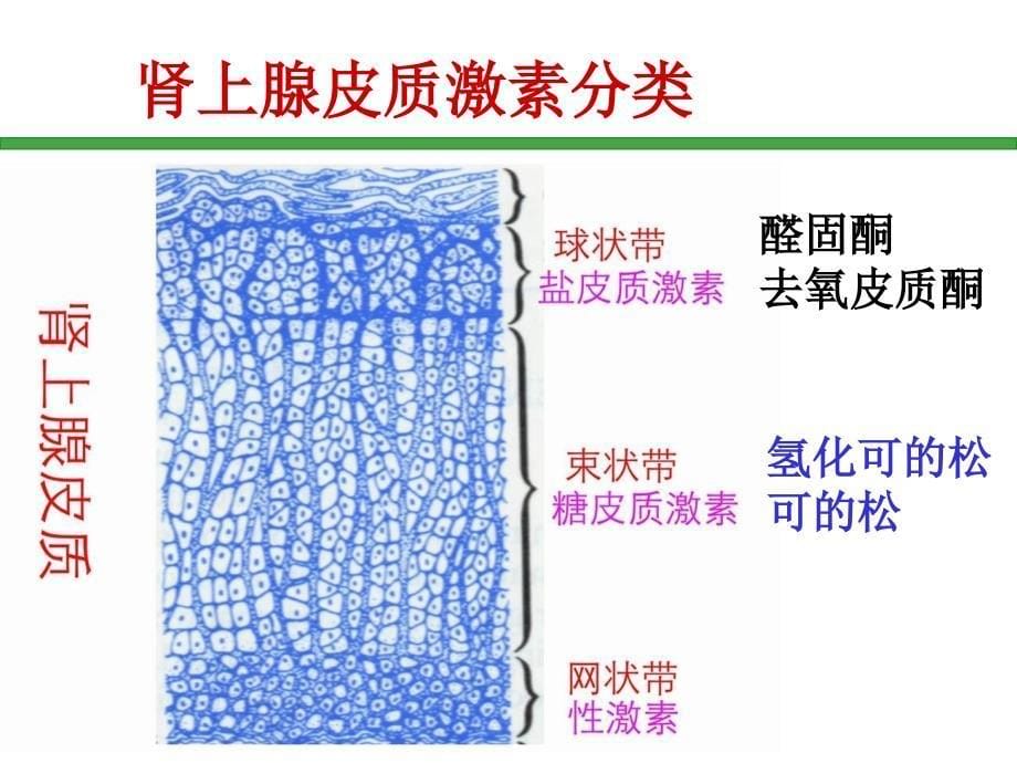 肾上腺皮质激素药_第5页