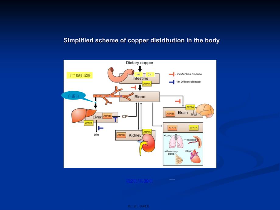 wilson病的诊断治疗学习教案_第3页