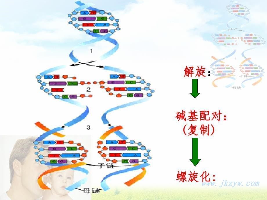 高中生物复习必修二.ppt_第5页