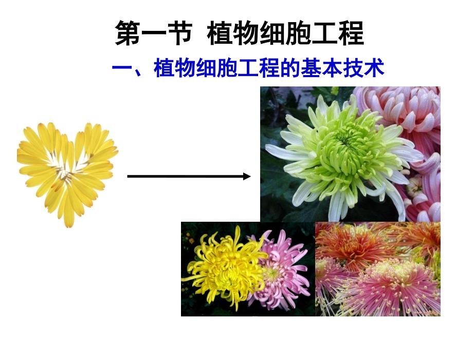 医学专题：植物细胞工程_第3页