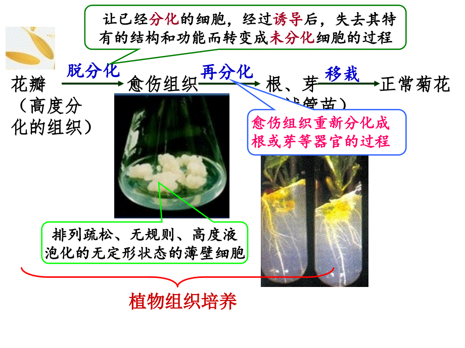 医学专题：植物细胞工程_第4页