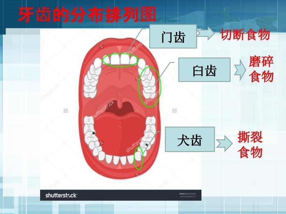 食物在口腔里的变化演示课件_第5页