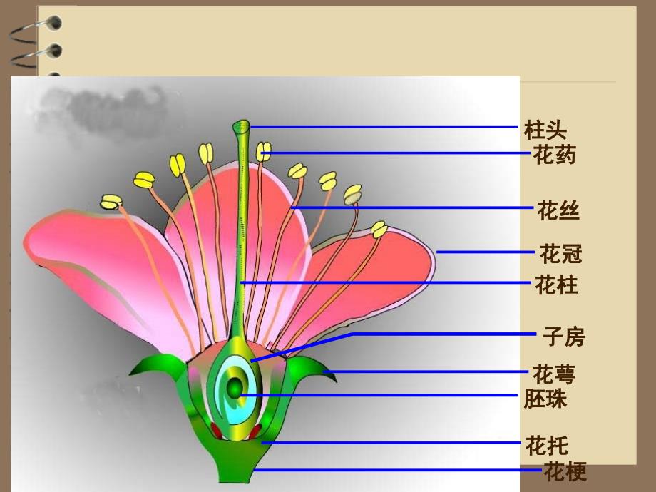 7药用植物传粉生态1_第3页