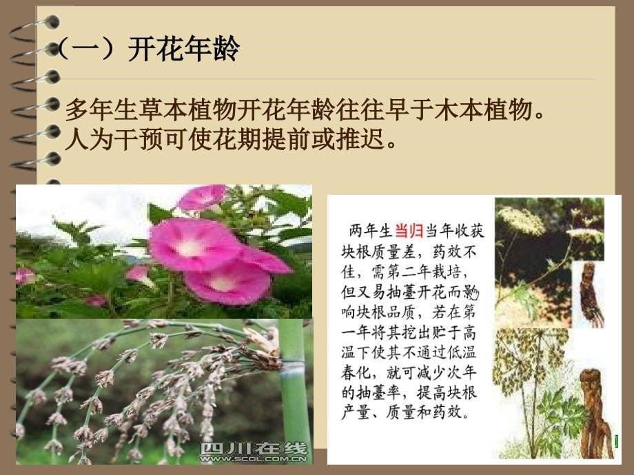 7药用植物传粉生态1_第5页