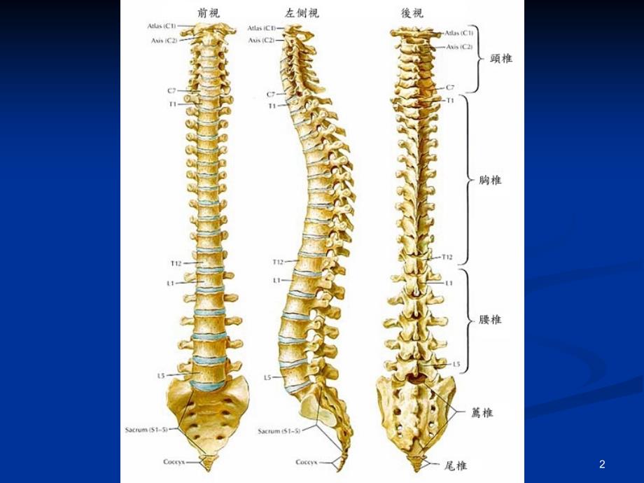 医学常识脊椎漂亮的PPT_第2页