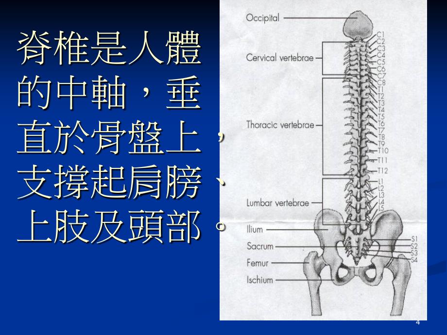 医学常识脊椎漂亮的PPT_第4页