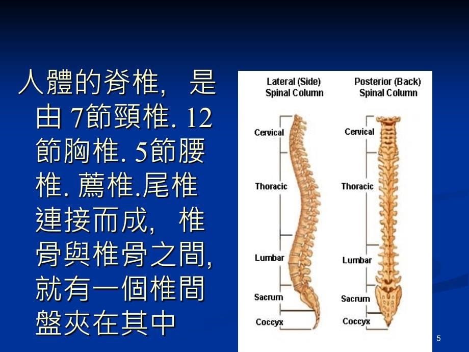 医学常识脊椎漂亮的PPT_第5页